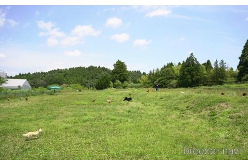 成約済の千葉県のタイニープードル-237669の2枚目