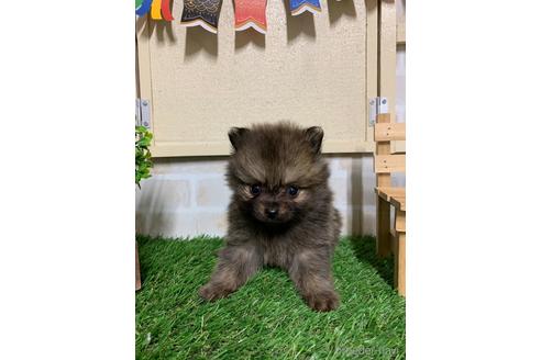 成約済の北海道のポメラニアン-233063の10枚目