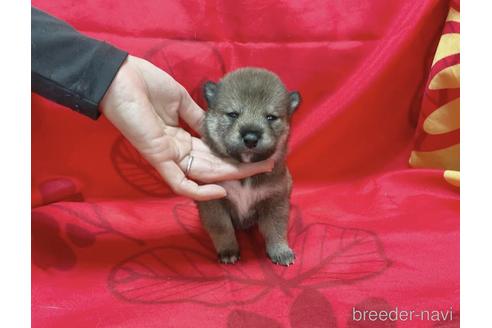 成約済の奈良県の豆柴-237679の10枚目