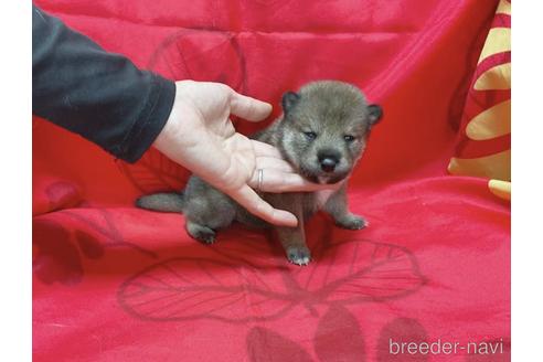 成約済の奈良県の豆柴-237679の12枚目