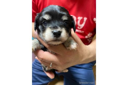 成約済の静岡県のチワックス:チワワ×ミニチュアダックスフンド-237681の1枚目