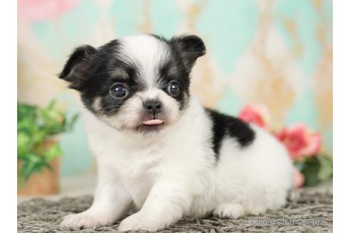 成約済の千葉県のチワワ(ロングコート)-237682の4枚目