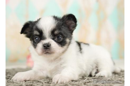 成約済の千葉県のチワワ(ロングコート)-237682の5枚目