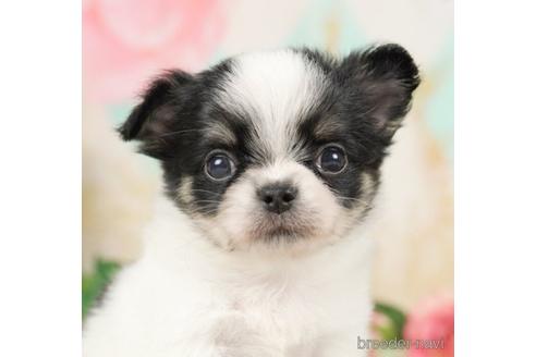 成約済の千葉県のチワワ(ロングコート)-237682