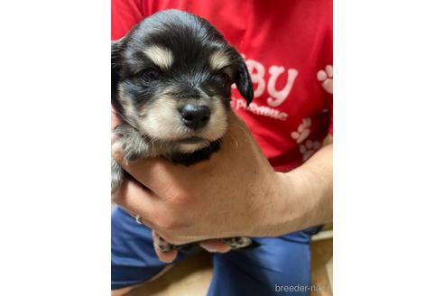 成約済の静岡県のチワックス:チワワ×ミニチュアダックスフンド-237684の2枚目