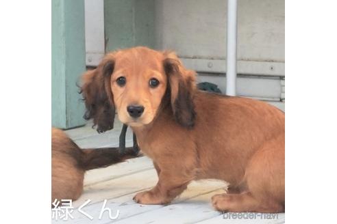 成約済の埼玉県のミニチュアダックスフンド(ロングヘアード)-228261の3枚目