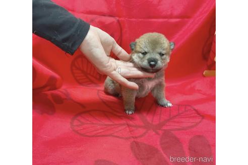 成約済の奈良県の豆柴-237689の1枚目