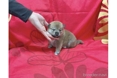 成約済の奈良県の豆柴-237689の4枚目