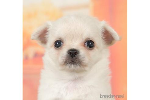 成約済の千葉県のチワワ(ロングコート)-237690