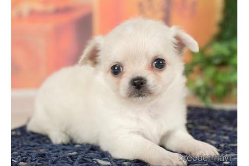 成約済の千葉県のチワワ(ロングコート)-237690の3枚目