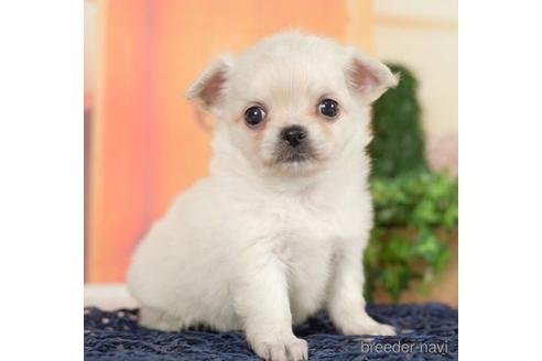 成約済の千葉県のチワワ(ロングコート)-237690の2枚目