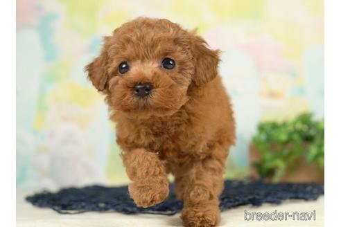 成約済の千葉県のトイプードル-237701の5枚目