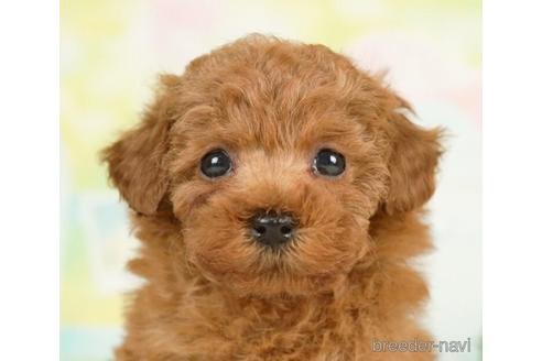 成約済の千葉県のトイプードル-237701の1枚目