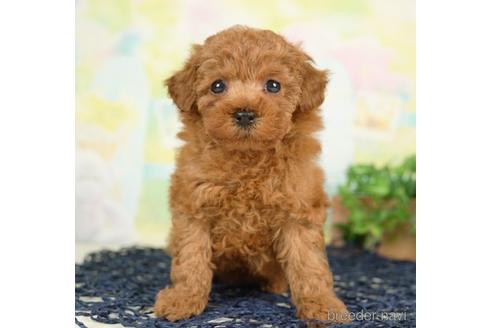 成約済の千葉県のトイプードル-237701の2枚目