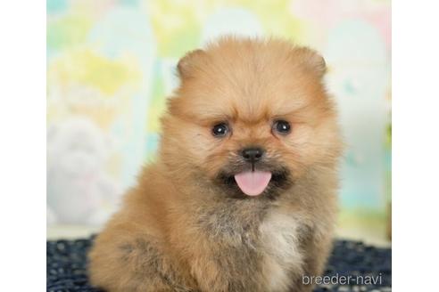 成約済の千葉県のポメラニアン-237707の1枚目