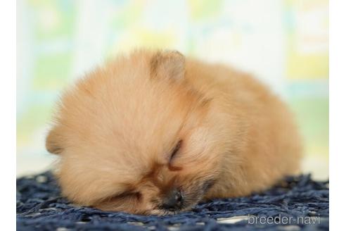 成約済の千葉県のポメラニアン-237707の3枚目