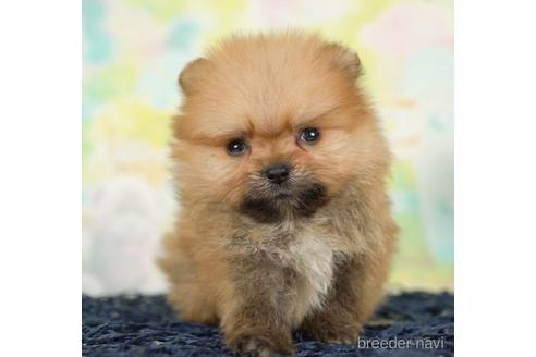 成約済の千葉県のポメラニアン-237707の4枚目