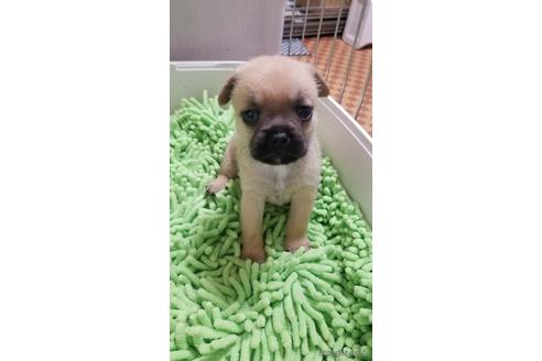 成約済の愛知県のミックス犬-237710の8枚目