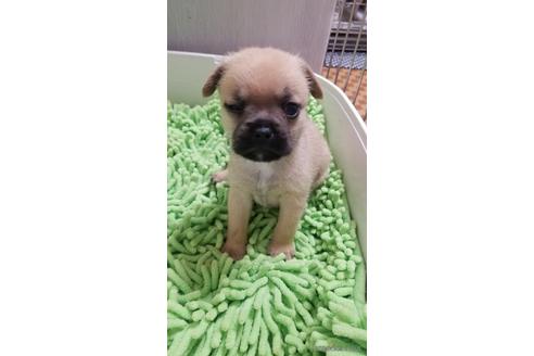 成約済の愛知県のミックス犬-237710の7枚目