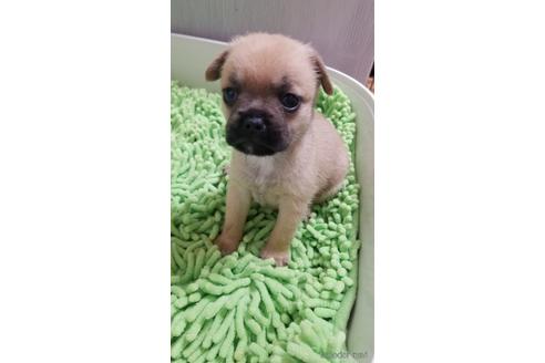 成約済の愛知県のミックス犬-237710の6枚目