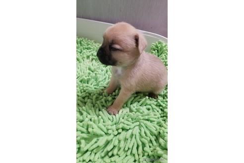 成約済の愛知県のミックス犬-237710の5枚目