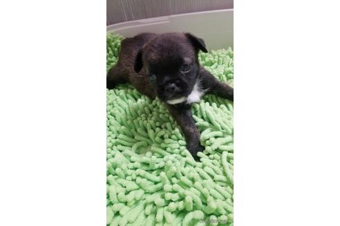 成約済の愛知県のミックス犬-237711の6枚目