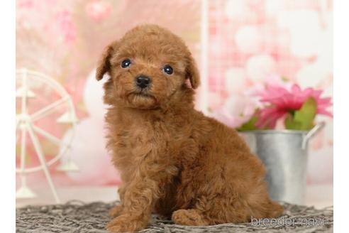 成約済の千葉県のタイニープードル-237723の2枚目