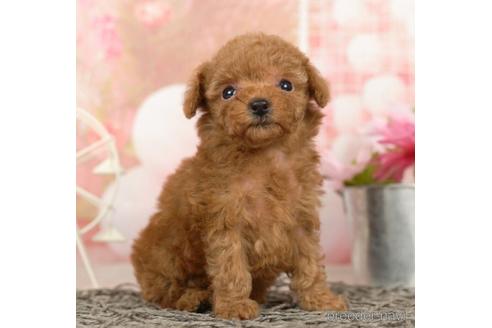 成約済の千葉県のタイニープードル-237723の3枚目