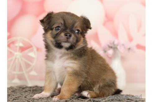 成約済の千葉県のチワワ(ロングコート)-237731の3枚目