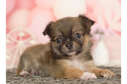 成約済の千葉県のチワワ(ロングコート)-237731の2枚目