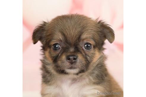 成約済の千葉県のチワワ(ロングコート)-237731の1枚目