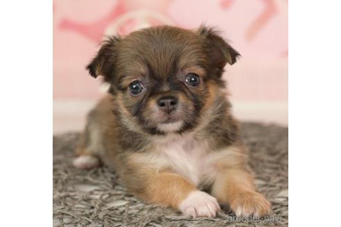 成約済の千葉県のチワワ(ロングコート)-237731の4枚目