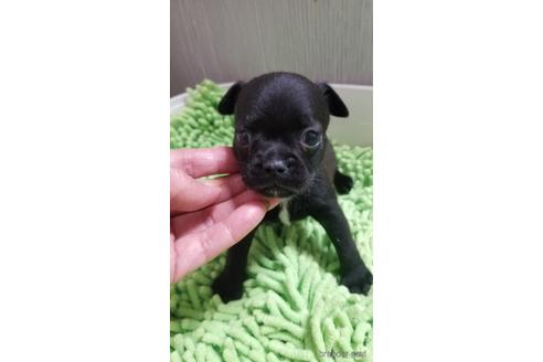 成約済の愛知県のミックス犬-237754の8枚目