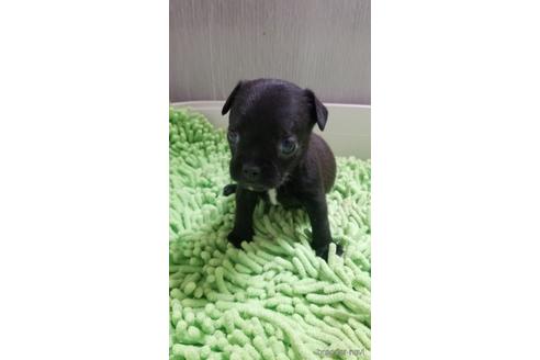 成約済の愛知県のミックス犬-237754の7枚目