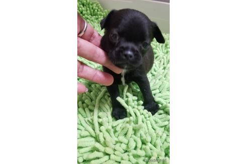 成約済の愛知県のミックス犬-237754の6枚目