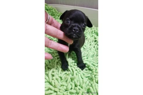 成約済の愛知県のミックス犬-237754の5枚目