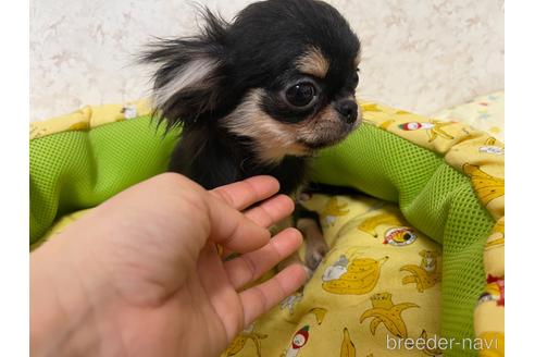 成約済の新潟県のチワワ(ロングコート)-237758の7枚目