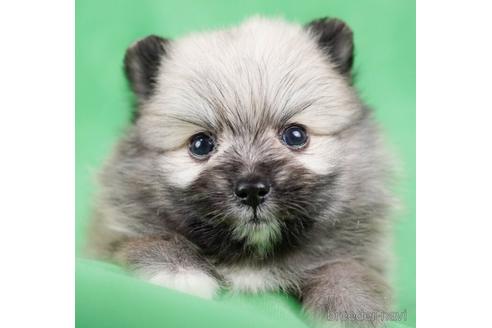成約済の東京都のポメラニアン-237769の1枚目