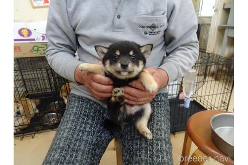 成約済の佐賀県のミックス犬-237778の4枚目
