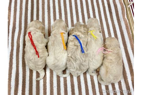 成約済の三重県のコッカプー:アメリカンコッカースパニエル×トイプードル-237792の10枚目