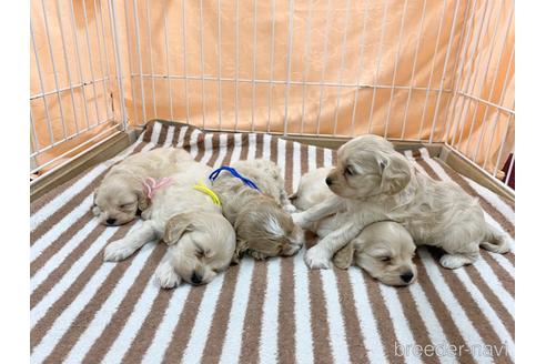 成約済の三重県のコッカプー:アメリカンコッカースパニエル×トイプードル-237792の9枚目