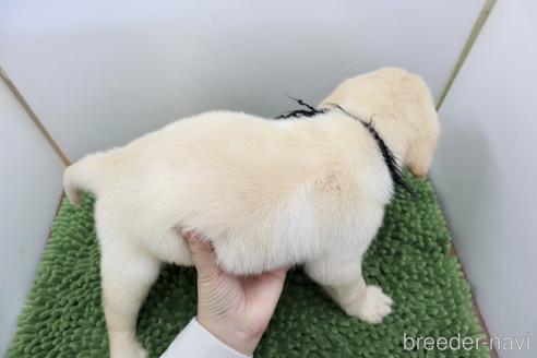 成約済の群馬県のラブラドールレトリーバー-234367の6枚目