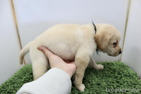 成約済の群馬県のラブラドールレトリーバー-234367の8枚目