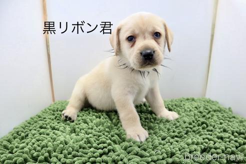 成約済の群馬県のラブラドールレトリーバー-234367の1枚目