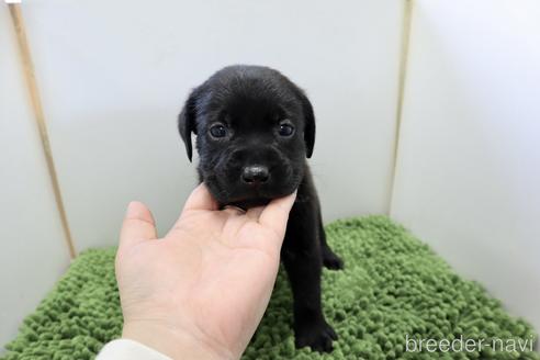 成約済の群馬県のラブラドールレトリーバー-234365の10枚目