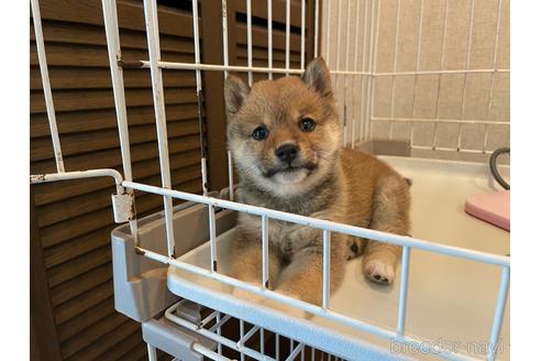子犬