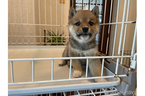 成約済の兵庫県の豆柴-237808の5枚目