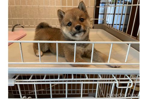 成約済の兵庫県の豆柴-237808の4枚目