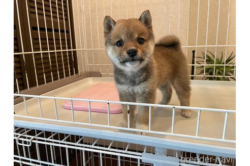 成約済の兵庫県の豆柴-237808の3枚目