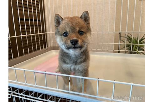 成約済の兵庫県の豆柴-237808の2枚目